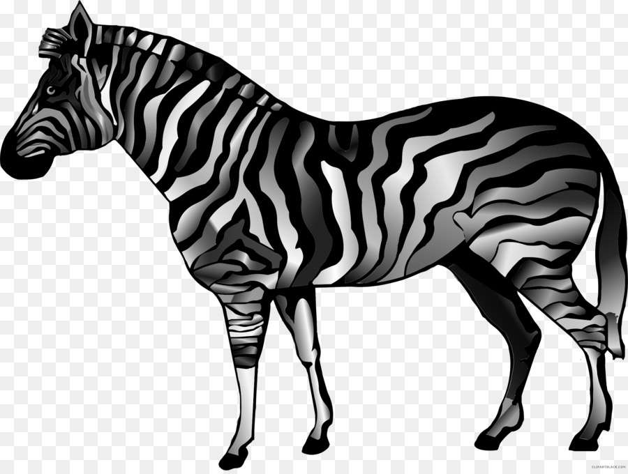 Quagga，Caballo De Cuarto Americano PNG