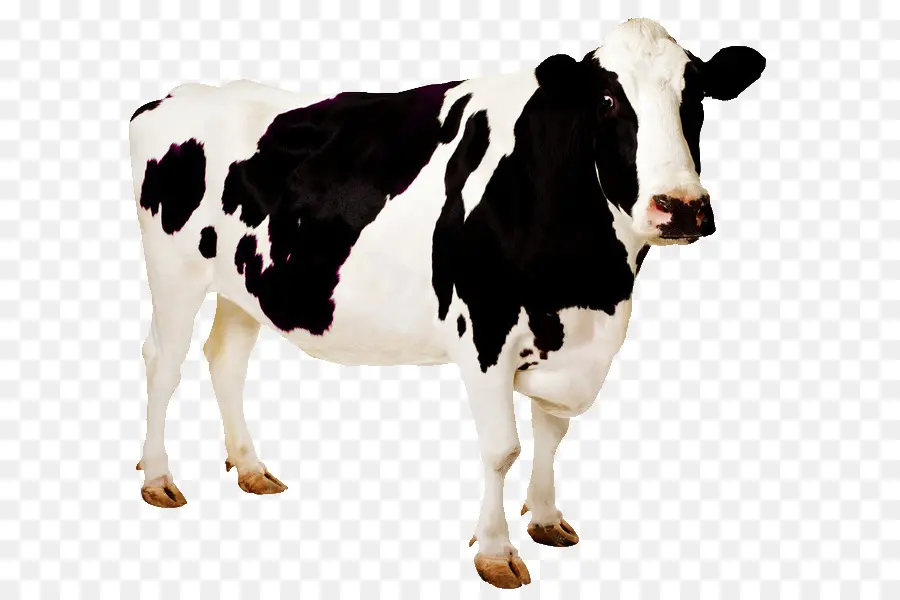 Ganado Holstein Friesian，Fondo De Escritorio PNG