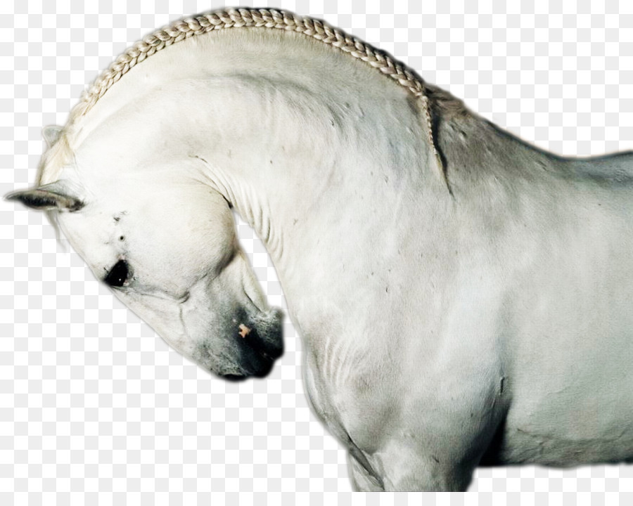 Caballo，Hocico PNG