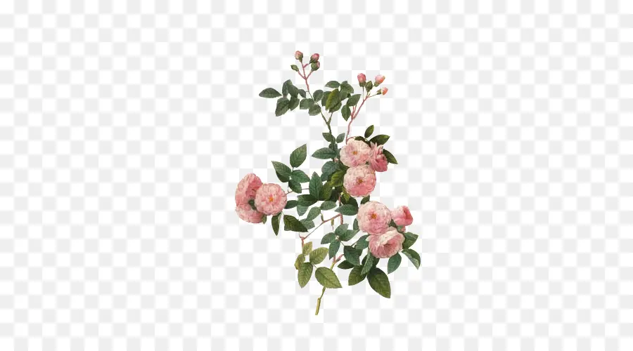 Rosa Multiflora，Impresión De La Lona PNG