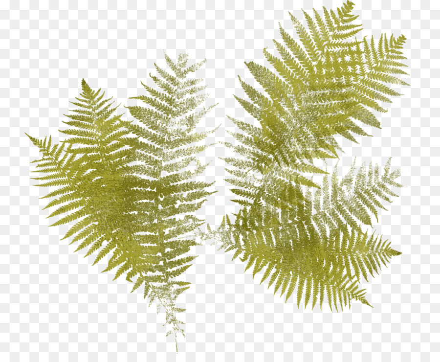 Helecho，Avestruz Fern PNG