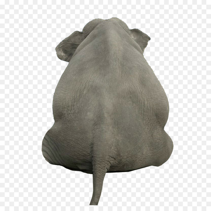 Elefante，Atrás PNG