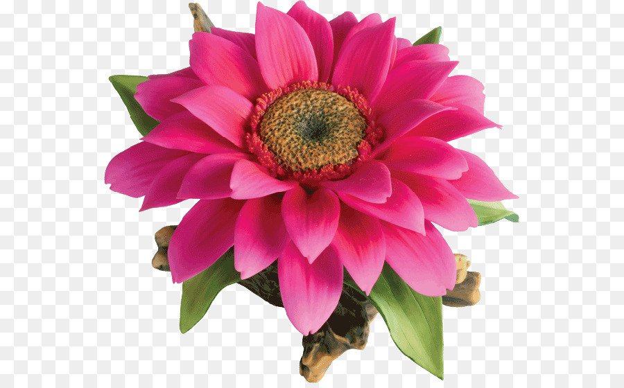 Las Flores Cortadas，Magenta PNG