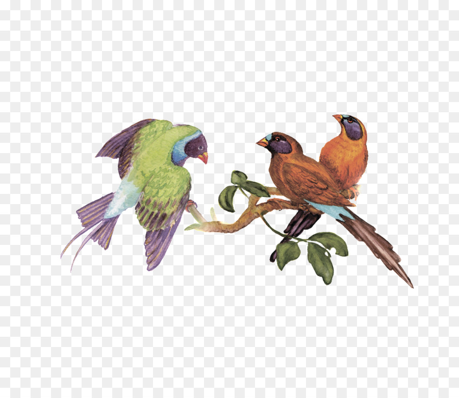 Aves，Rama PNG