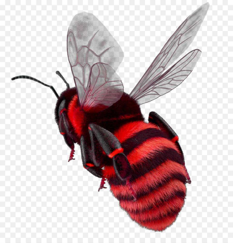 El Oeste De La Miel De Abeja，La Polilla PNG