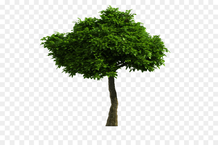 árbol Verde，Planta PNG