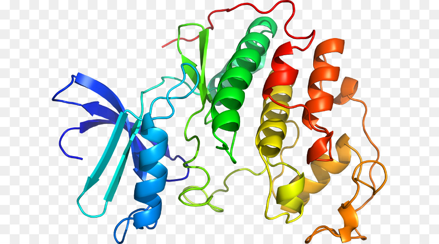 Srpk1，Serineargininerich Factor De Empalme 1 PNG