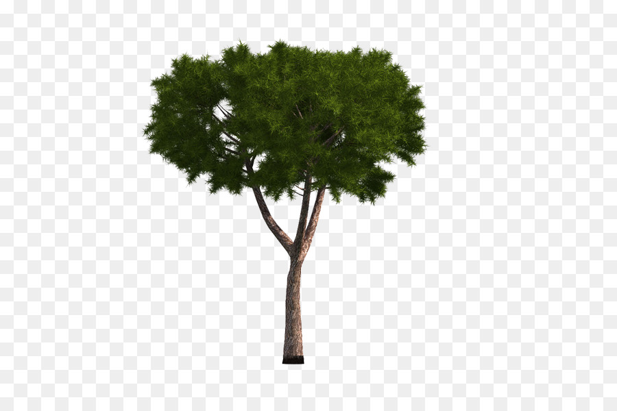 Árbol，Abeto PNG