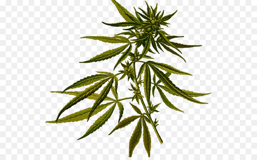 Planta De Cannabis，Hoja PNG