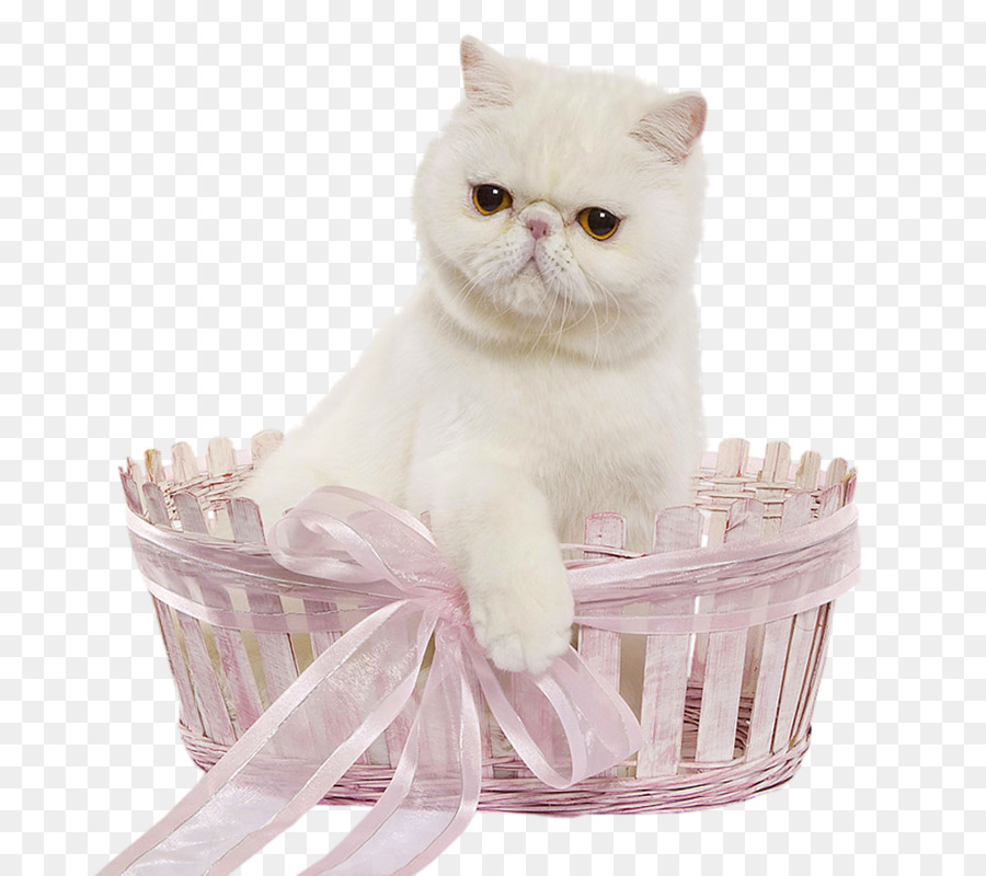 Gato Blanco，Cesta PNG