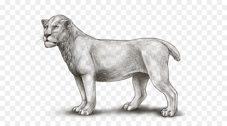 León，Gato PNG