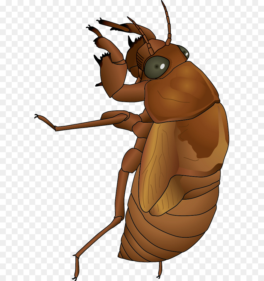 Cicadidae，Postscript Encapsulado PNG