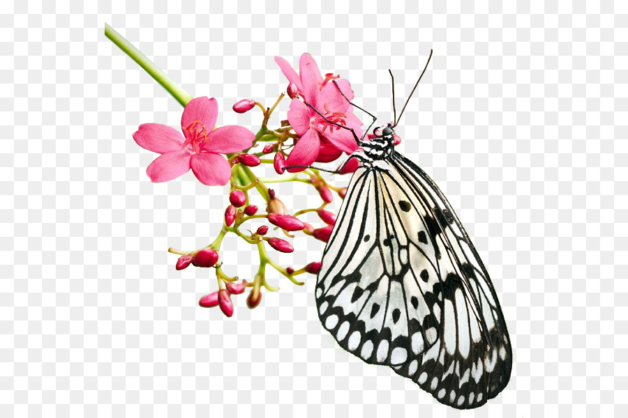 Mariposa En Flor，Rosa PNG