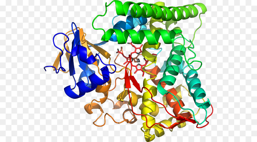 Estructura De La Proteína，Biología PNG