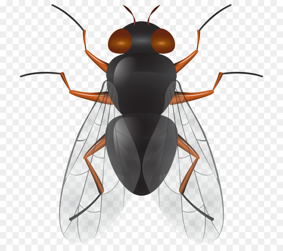 Los Insectos，Volar PNG