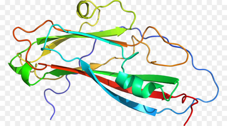 Estructura De La Proteína，Molécula PNG