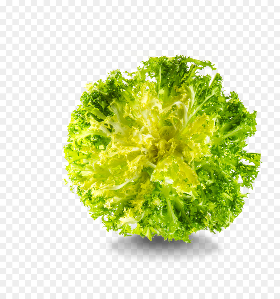 Lechuga Romana，Lechuga De Hoja Roja PNG