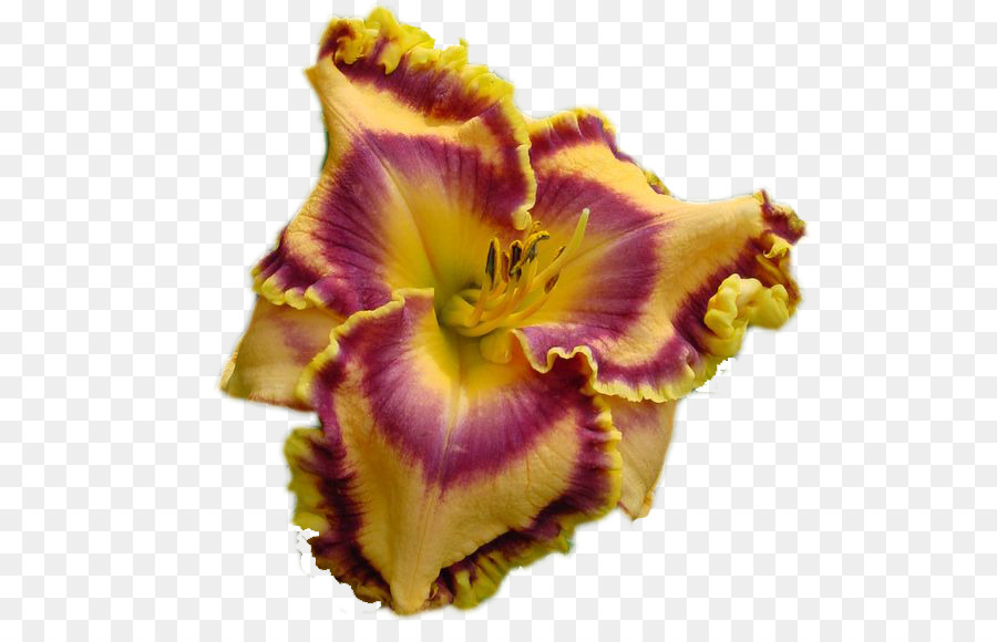 Pétalo，Iris PNG