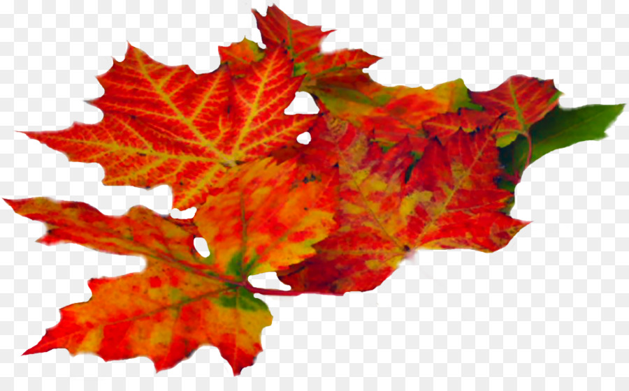 Otoño，Otoño Dorado PNG