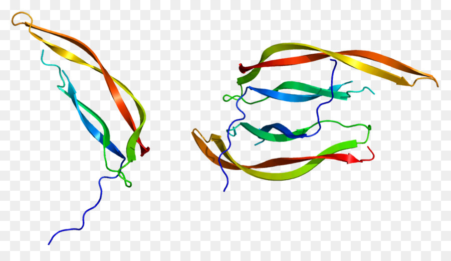 Plateletderived Factor De Crecimiento，Pdgfb PNG