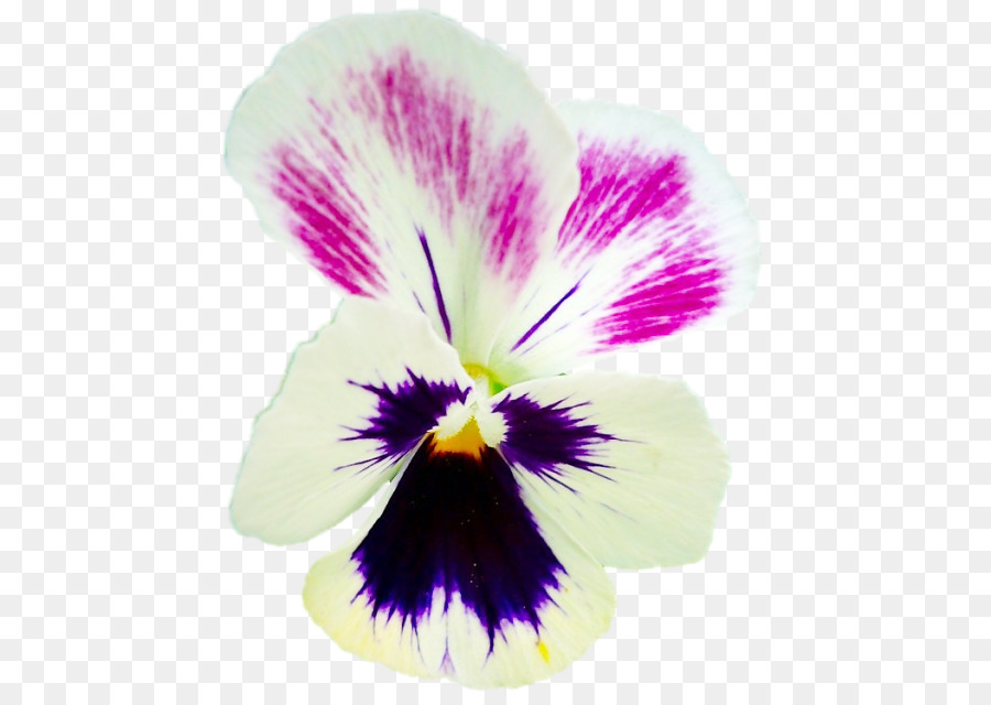 Pansy，Diseño Gráfico PNG