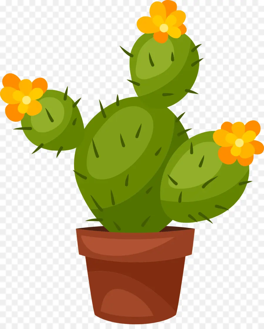 Cactus Y Suculentas，Cactus PNG