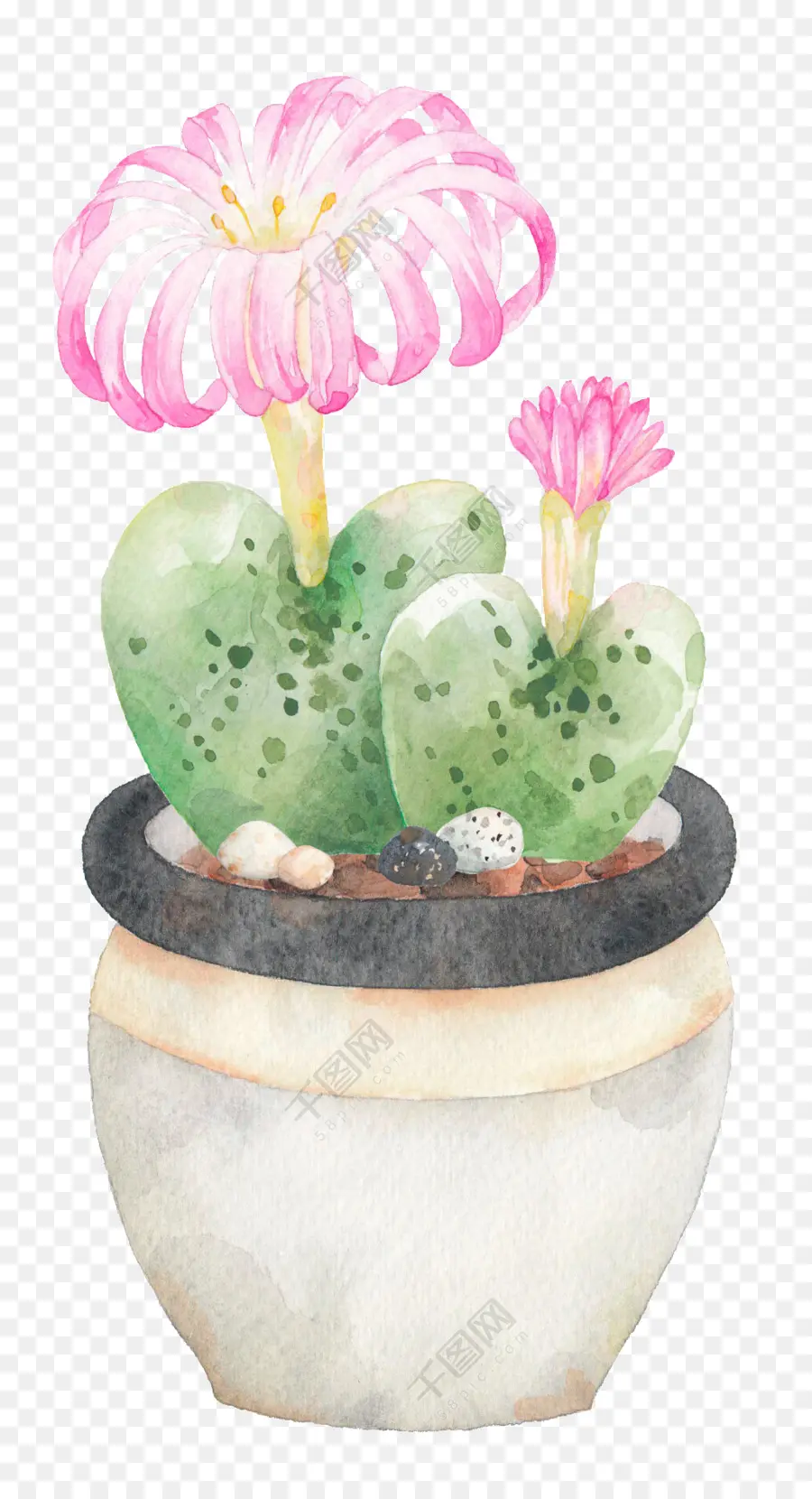 Cactus Acuarela，Flor PNG