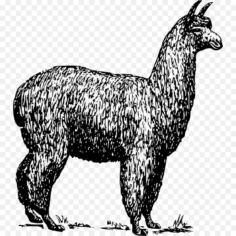 Alpaca，Llama PNG