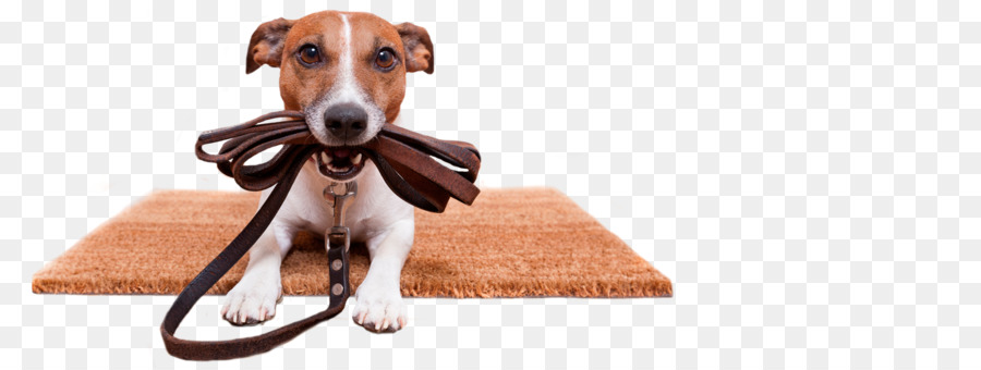 Perro，Pasear Al Perro PNG