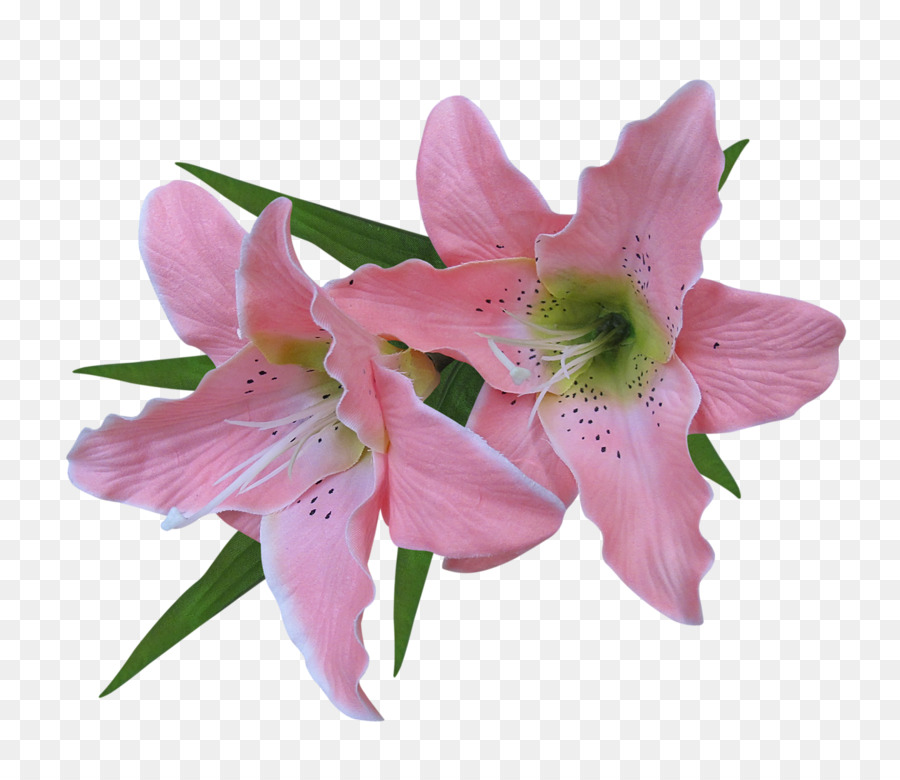 Lily，Arte PNG