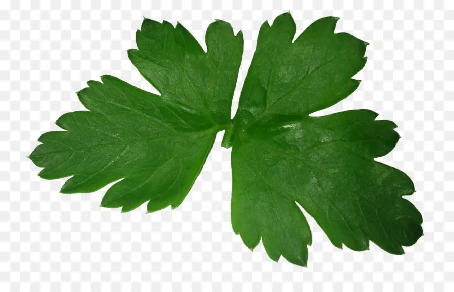 Perejil，Cilantro PNG