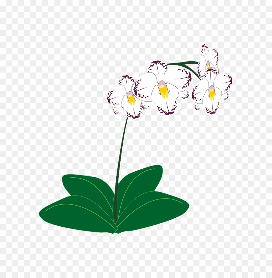 Las Orquídeas，Iconos De Equipo PNG