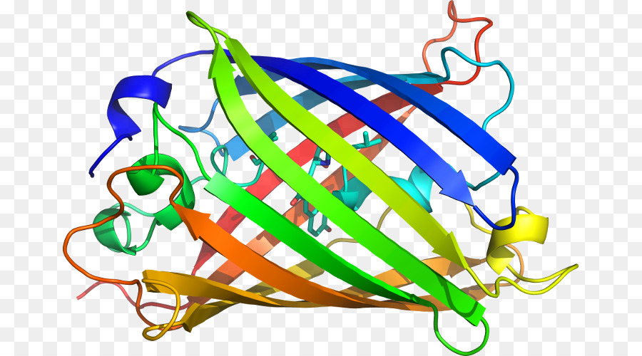 Estructura De La Proteína，Biología PNG