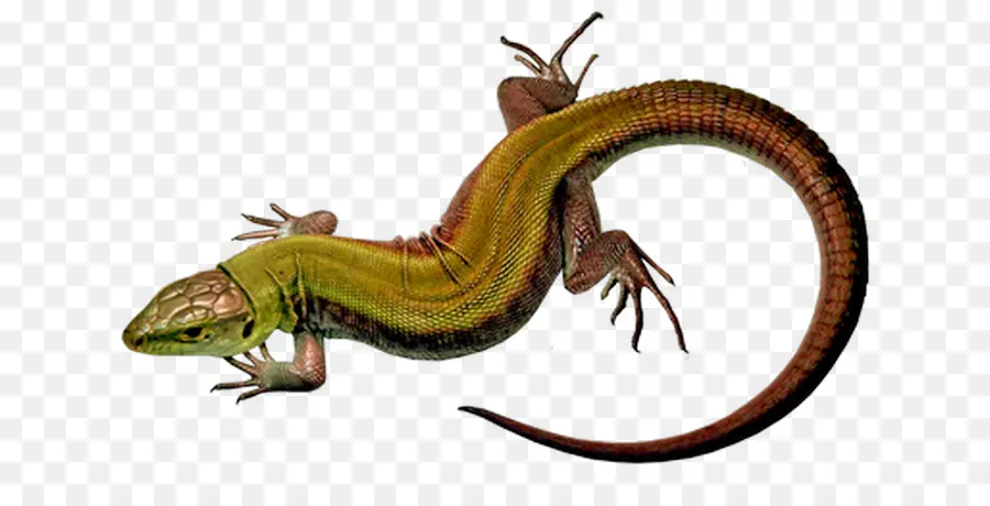 Lagarto，Reptil PNG