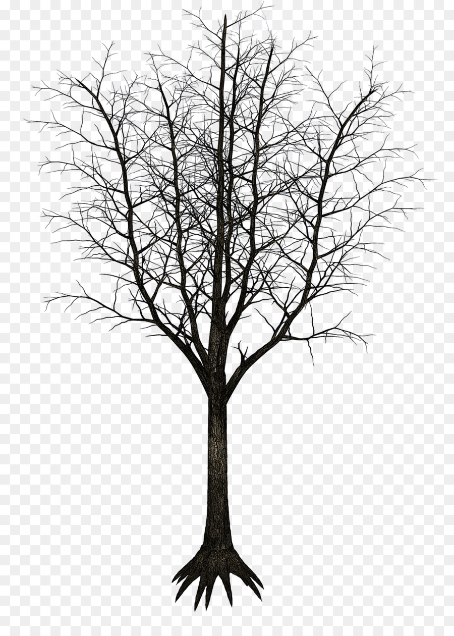 árbol Desnudo，Sucursales PNG