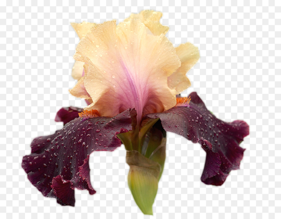 Iris，Flor PNG