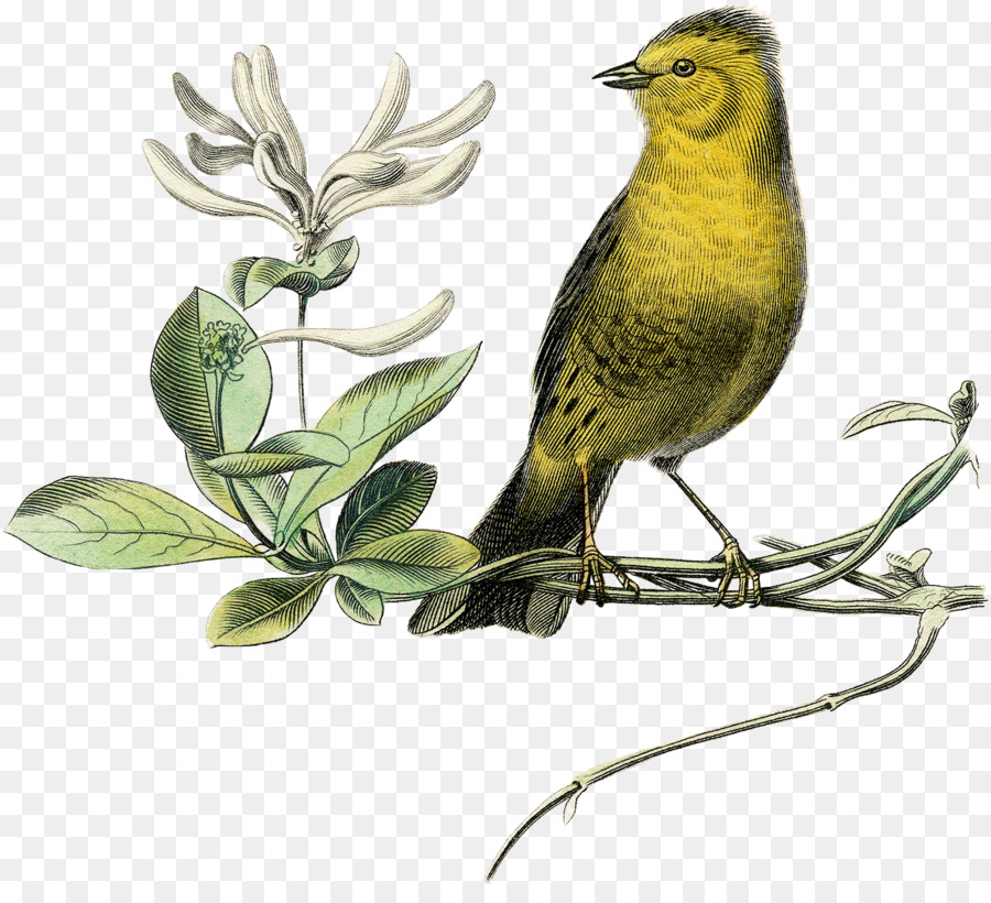 Pájaro Amarillo，Pájaro PNG