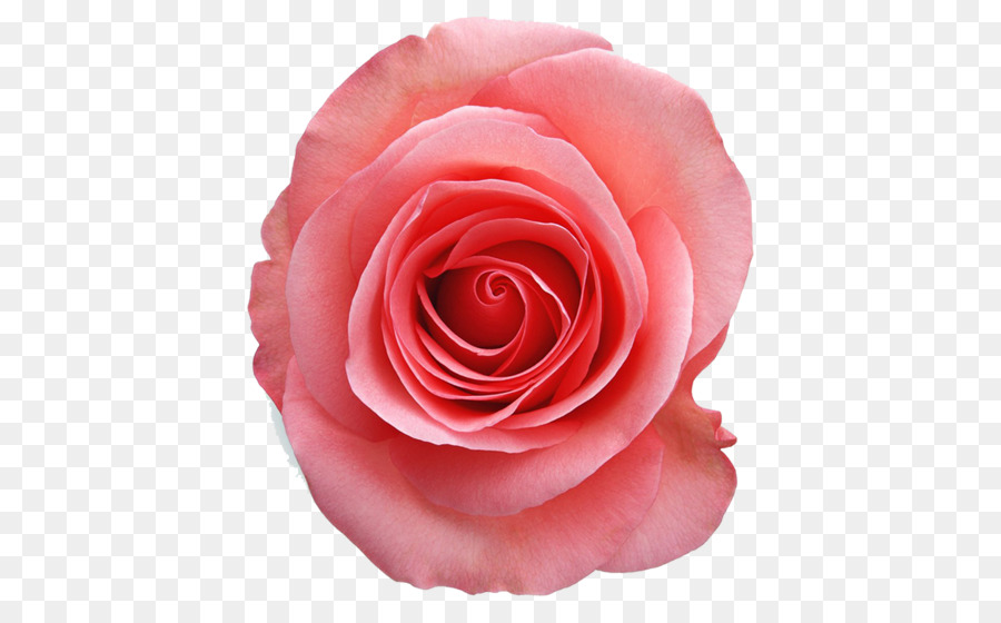 Las Rosas De Jardín，Rosa PNG