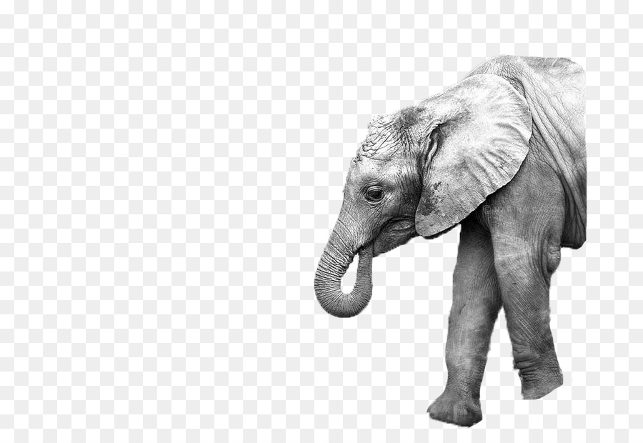 Elefante，Madre PNG