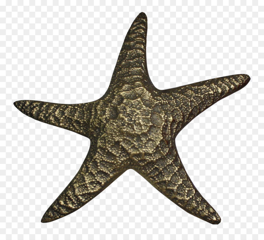 Parche Bordado，Estrella De Mar PNG