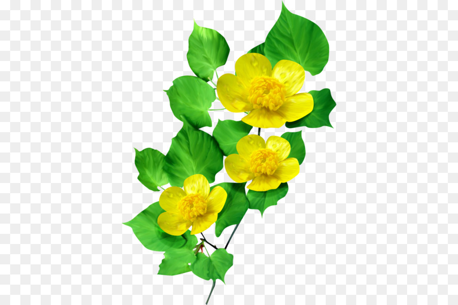 Flor，Dibujo PNG