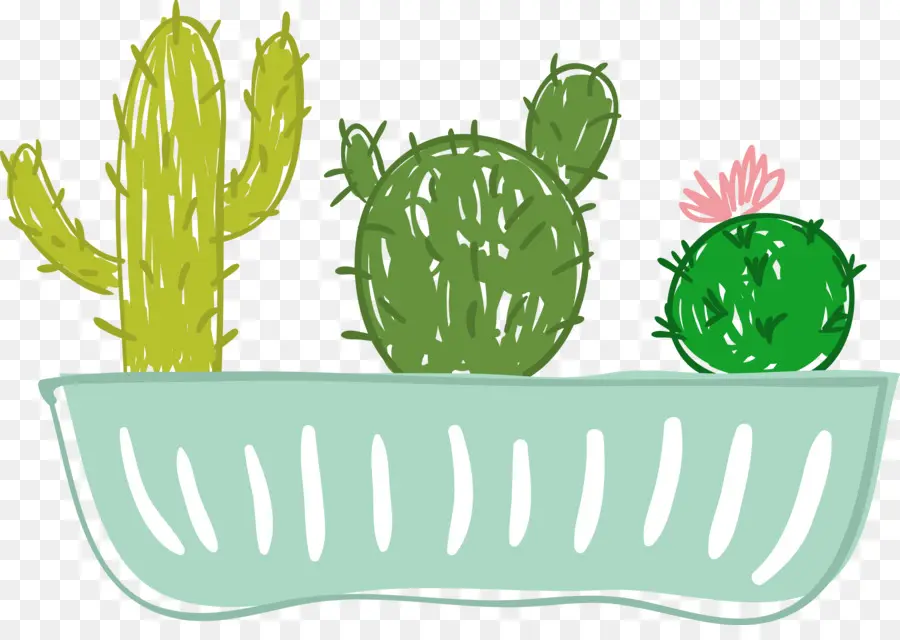 Cactus，Dibujo PNG