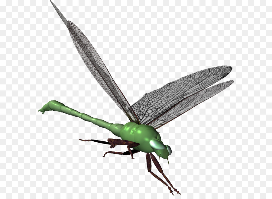 Libélula，Netwinged Insectos PNG