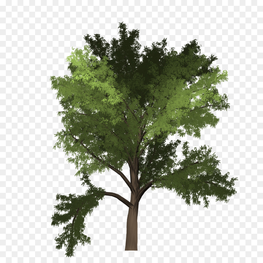 árbol，Verde PNG