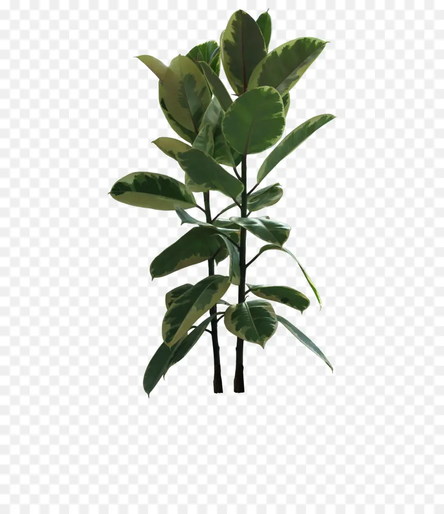 Planta Verde，Hojas PNG