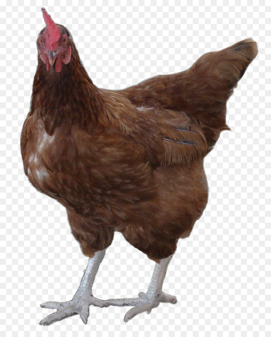 Gallo，Pollo Leghorn PNG