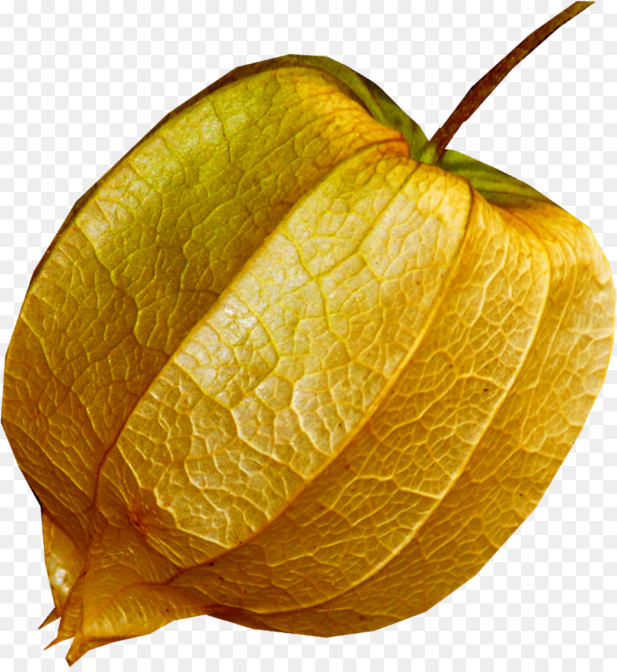 Peruano Groundcherry，Linterna China PNG