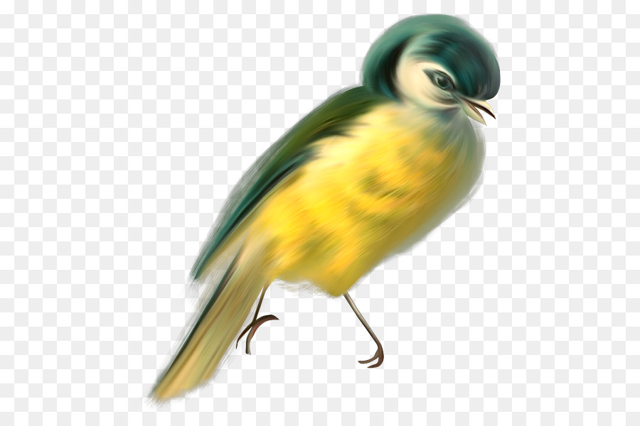 Lindo Pájaro，Plumas PNG