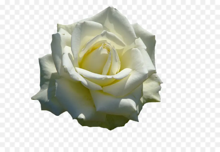 Rosa Amarilla，Florecer PNG