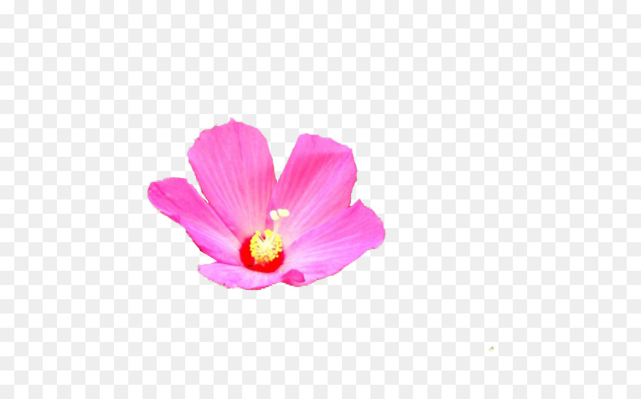 Flor Rosa，Florecer PNG